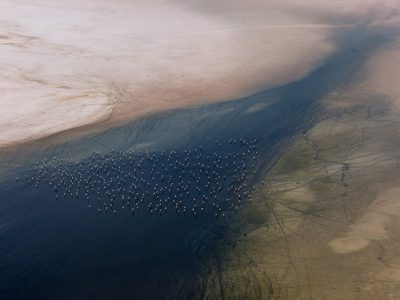 Serpil Eroglu (Turkiye) - Flamingos under drought2